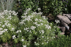 Pearly Everlasting (Anaphalis margaritacea)