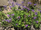 Cascade penstemon (Penstemon serrulatus)