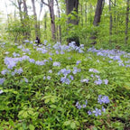 Woodland Phlox (Phlox divaricata)