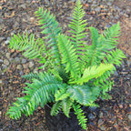 Western Sword Fern (Polystichum munitum)