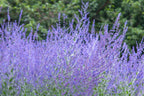 Russian Sage (Perovskia atriplicifolia / Salvia yangii)