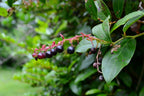 Salal (Gaultheria shallon)