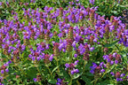 Self-Heal (Prunella vulgaris)
