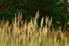 Yellow Indiangrass (Sorghastrum nutans)