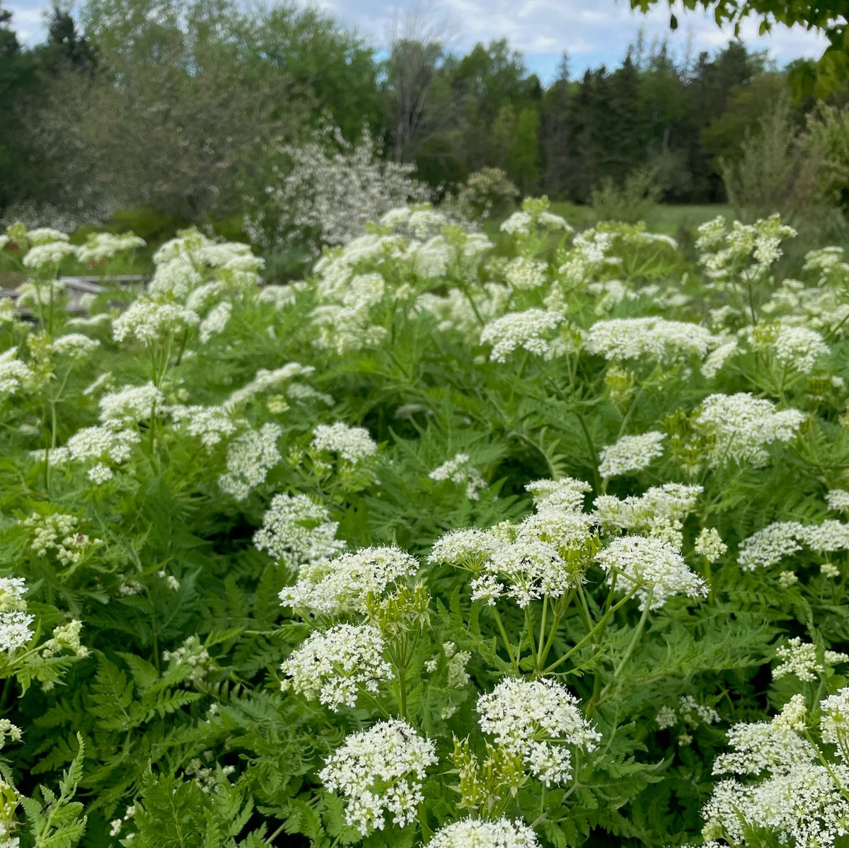 Sweet Cicely (Osmorhiza berteroi)