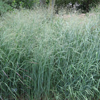 Switchgrass (Panicum virgatum)