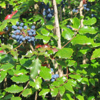 Tall Oregon Grape (Berberis aquifolium)