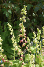 Fringe Cup (Tellima grandiflora)