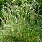 Tufted Hairgrass (Deschampsia cespitosa)