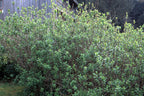 Twinberry Honeysuckle (Lonicera involucrata)