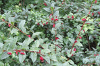 Twinberry Honeysuckle (Lonicera involucrata)