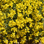 Vancouver Gold Woadwaxen (Genista pilosa)
