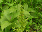 False Hellebore (Veratrum viride)