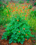 Red Columbine (Aquilegia Formosa)