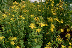 Western St. John's-wort (Hypericum scouleri)