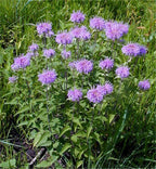 Wild Bergamot aka 'Bee Balm' (Monarda fistulosa)