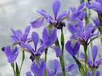 Wild Iris (Iris tenax)