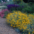 Woolly Sunflower (Eriophyllum lanatum)