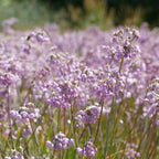 Nodding Onion (Allium cernuum)