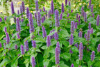 Anise Hyssop (Agastache foeniculum)