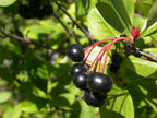 Chokeberry (Aronia melanocarpa)