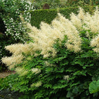 Goatsbeard (Aruncus dioicus)