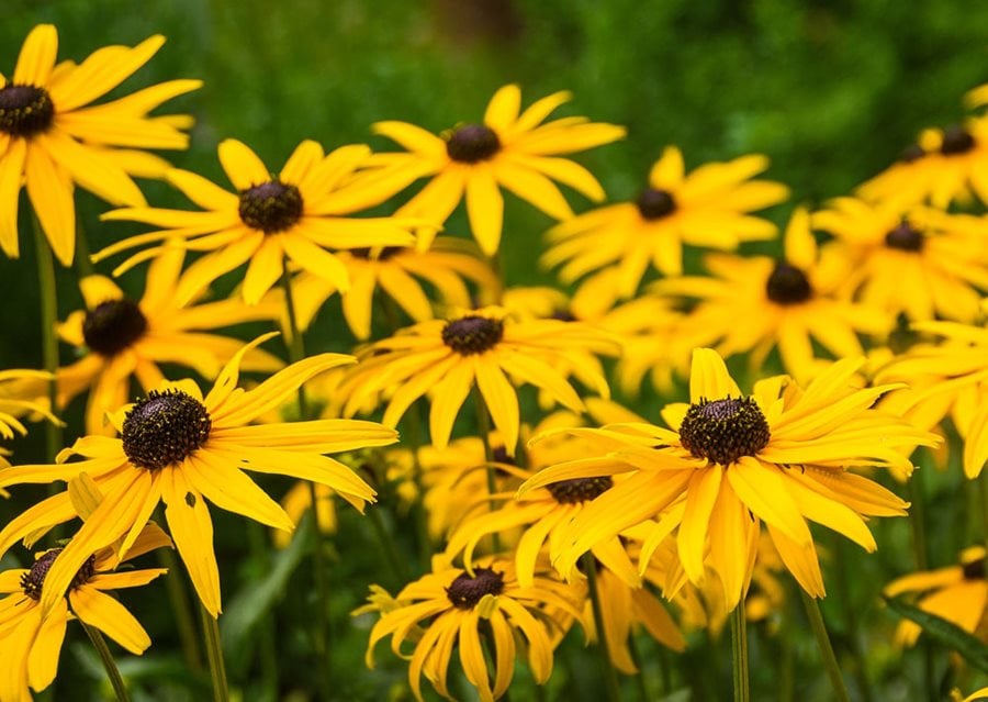 Black-Eyed Susan (Rudbeckia Hirta)