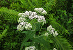 Boneset (Eupatorium perfoliatum)