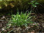 Dewey's Sedge (Carex deweyana)