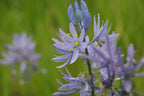Camas (Camassia quamash)