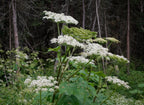 Cow Parsnip (Heracleum maximum)