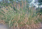 Giant Wildrye (Elymus condensatus)