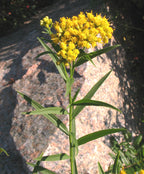 Flat-Top Goldentop (Euthamia Graminifolia)
