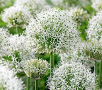 Onion, Chives, Garlic (Allium spp)