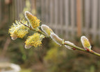 Scouler's Willow (Salix scouleriana)