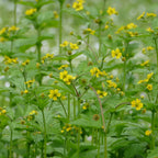Large-leaved avens (Geum macrophyllum)