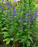 Great Blue Lobelia (Lobelia siphilitica)
