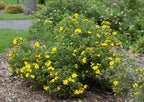 Shrubby Cinquefoil (Dasiphora fruticosa)