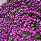 Hardy Iceplant (Delosperma)