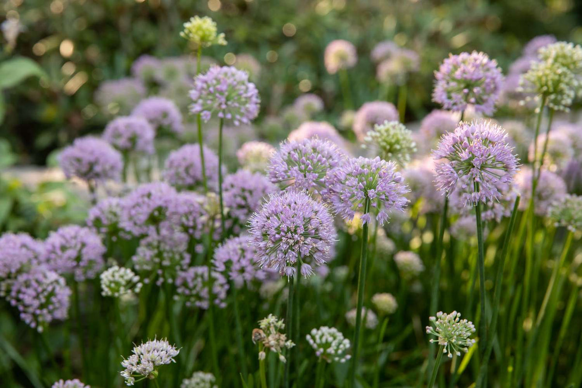Onion, Chives, Garlic (Allium spp)
