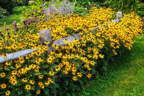 Black-Eyed Susan (Rudbeckia Hirta)