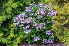Mountain Hydrangea (Hydrangea serrata)