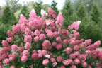 Panicle Hydrangea (Hydrangea paniculata)