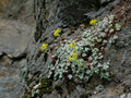 Stonecrop (Sedum spp.)