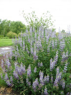 Riverbank Lupine (Lupinus rivularis)