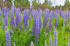 Large-Leaved Lupine (Lupinus polyphyllus)