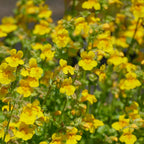 Monkey Flower (Mimulus guttatus)