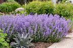 Catmint (Nepeta sp.)