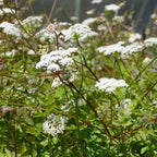 Pacific Water Parsley (Oenanthe sarmentosa)