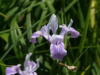 Pacific Coast Iris (Iris douglasiana)